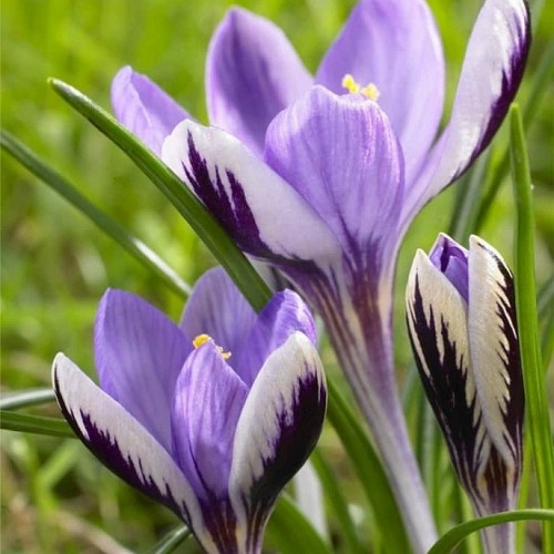 Crocus 'Sieberi Spring Beauty' - Krookus 'Sieberi Spring Beauty'